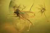 Fossil Fly (Chironomidae) & Caddisfly (Trichopterae) In Baltic Amber #90759-1